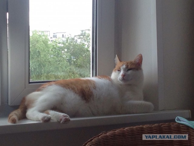 Котовторник 11.07.2017