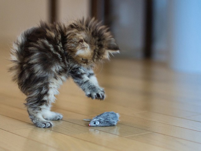 Коты и Кошки