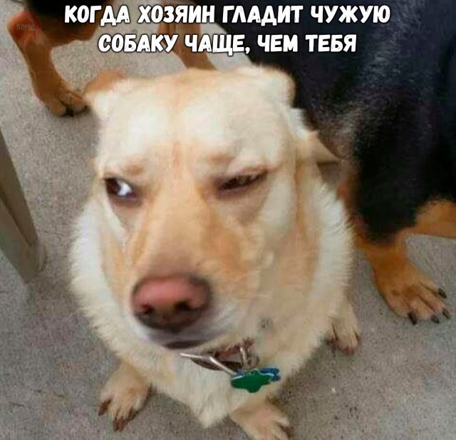 Подборка забавных животных