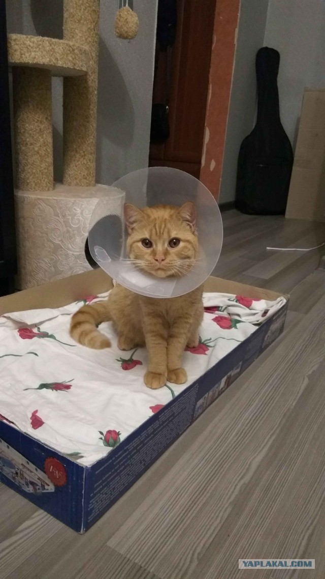 Котовторник 24.10.2017