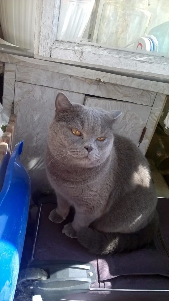 Коты и Кошки