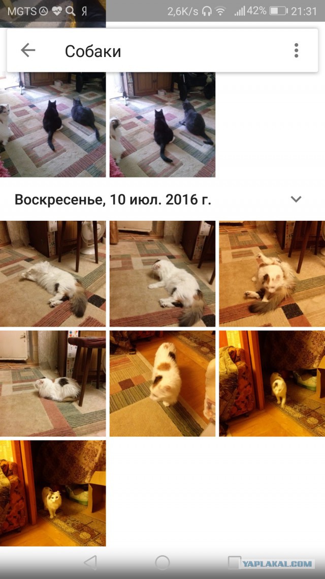 Google Photos перестали показывать фото горилл из-за обвинений в расизме