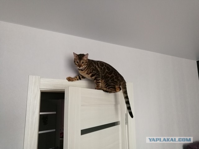 Котовторник 16.01.2018