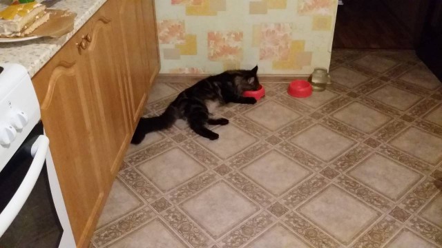 Котовторник  23.01.2018