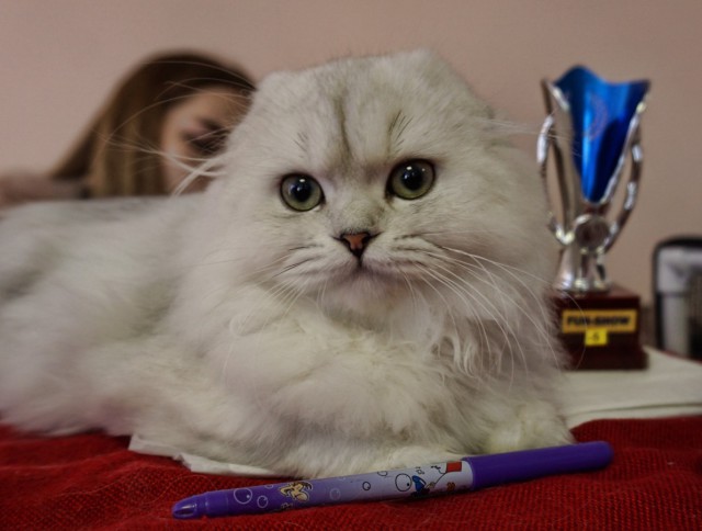 Котовторник  06.03.2018