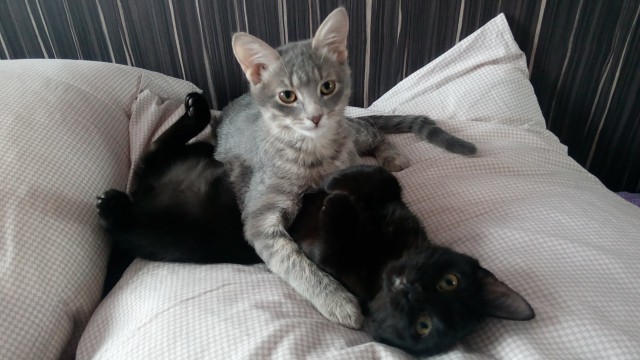 Котовторник 13.03.2018