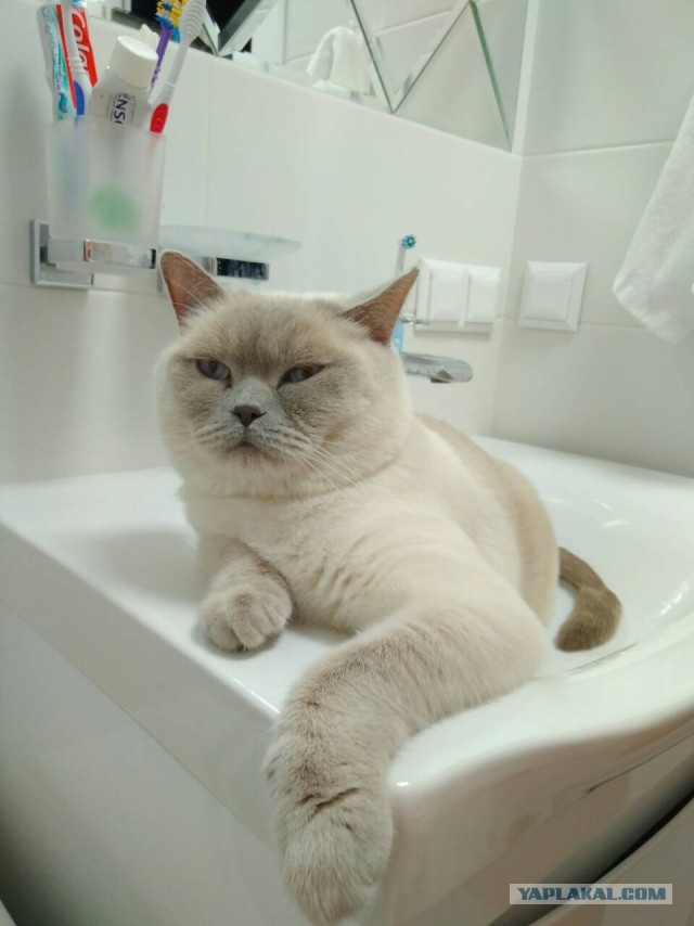 Котовторник 13.03.2018