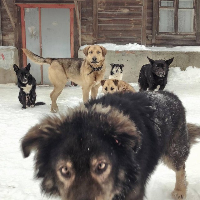 Живность из сети