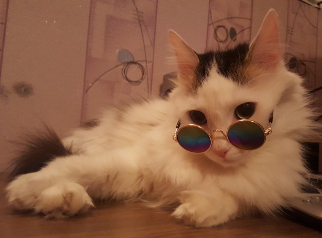 Прикольных котов пост