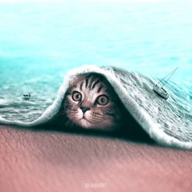 Я все понял. О кошаках