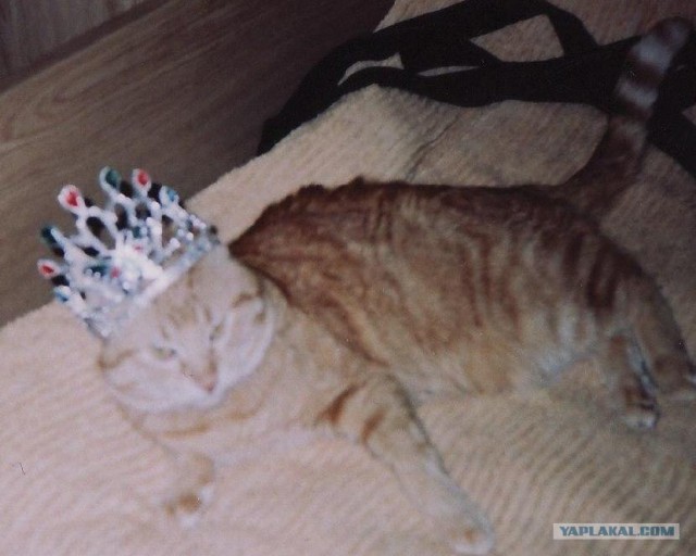 Котовторник на ЯПлакалъ (27.05.08), прикольные коты, добавляем свои!