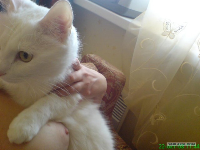 Вторничный котометъ на ЯПлакалъ