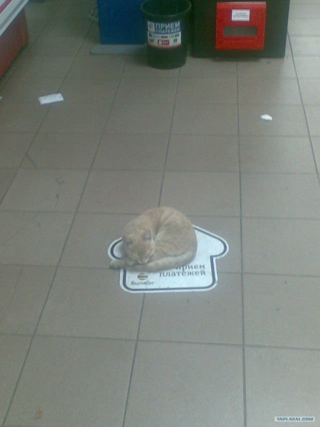 Котовторник (06.01)