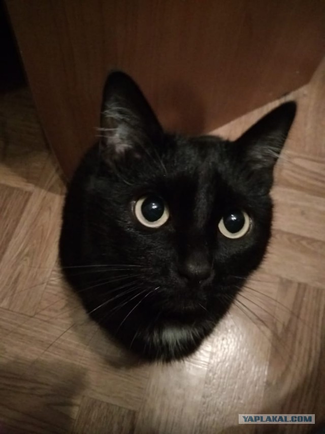 Котовторник  31.07.2018
