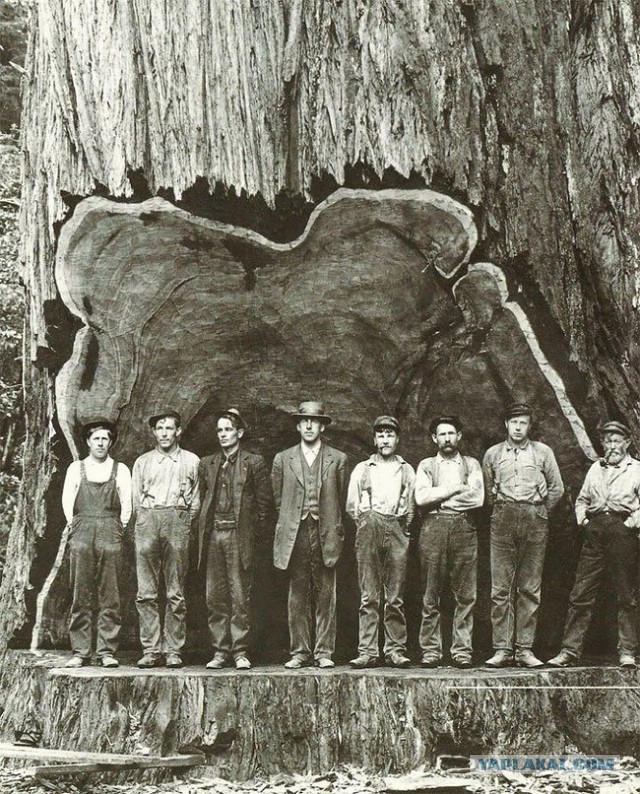 Дровосеки начала XX-го века на фоне спиленных гигантов