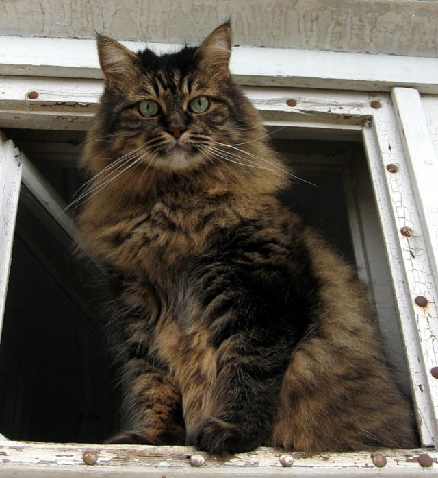Котовторник! 08.11.11