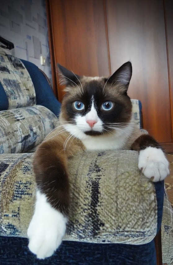 Котовторник! 13.03.2012