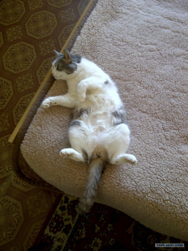 Котовторник 20.03.2012