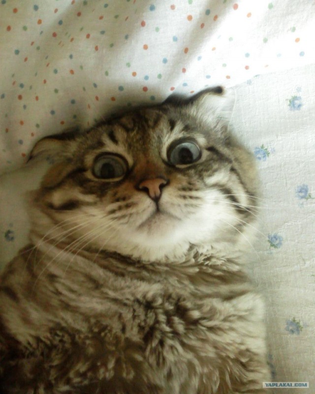 Котовторник 17.04.2012