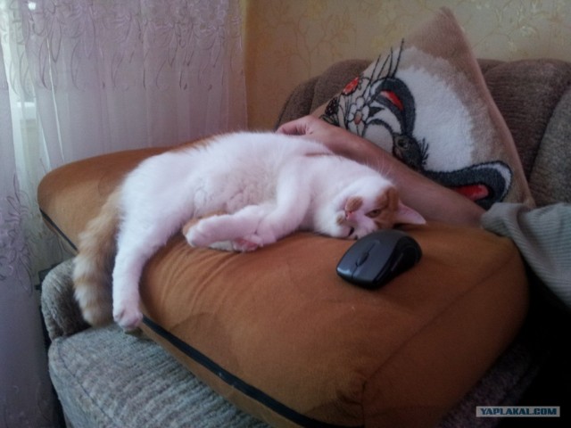 Котовторник  28.08.12