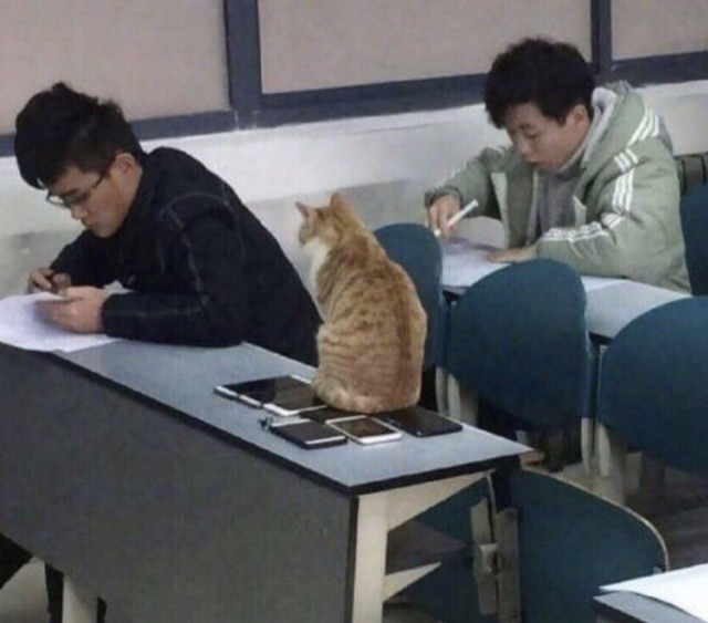 Прикольных котов пост