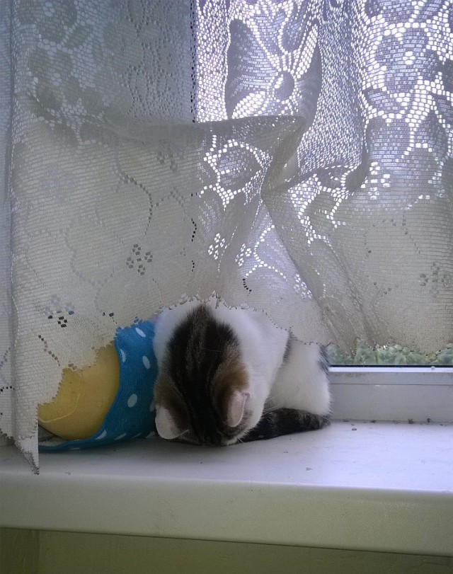 Живность из сети