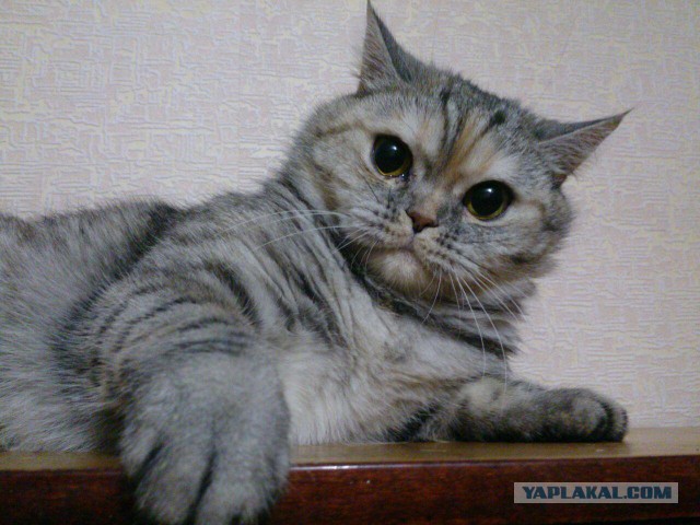 Котовторник 18.06.2019