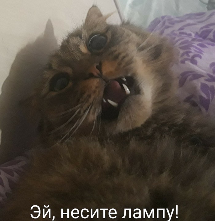 Котовторник 28.01.2020