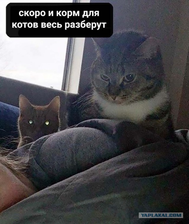 «Наташ, ты спишь?» Мемы с котами стали хроникой смутных времен