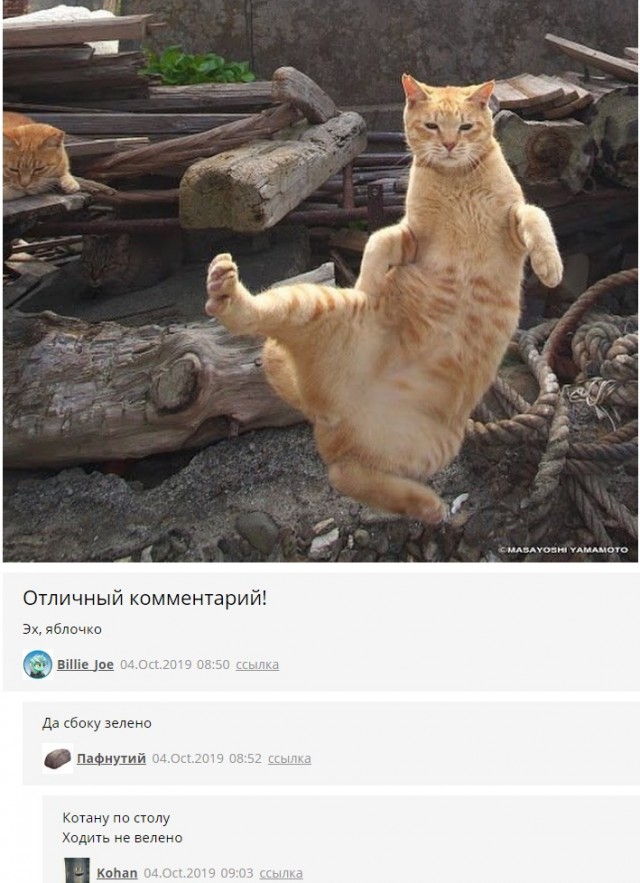 Котовторник?! Коты во вторник!