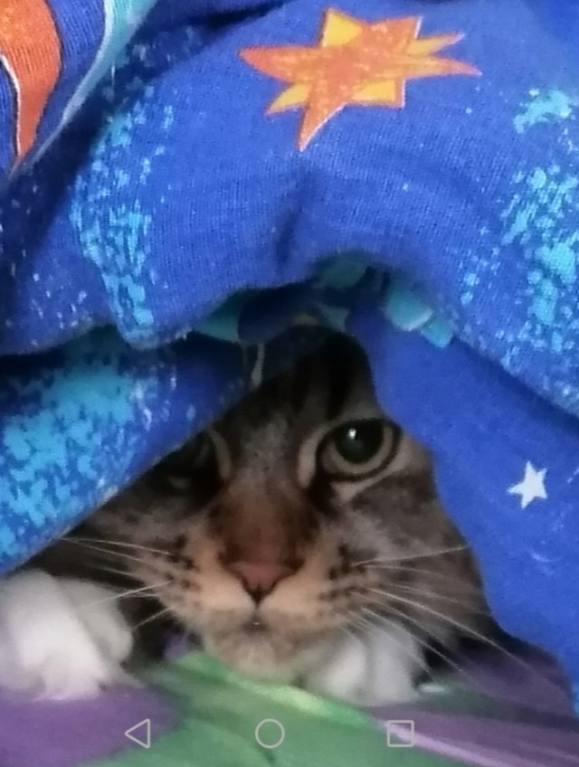 В постели с котом