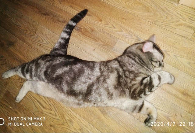 Котовторник же!