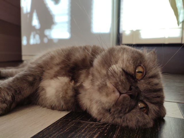 Последний котовторник лета