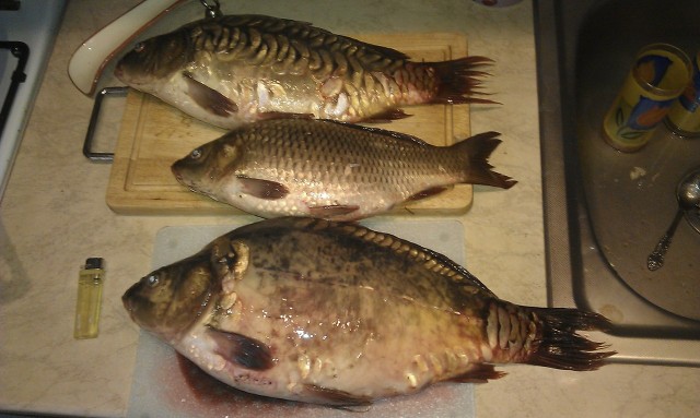 Пятничные посиделки на теплотрассе ©