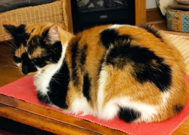Котовторник 14.09.2021