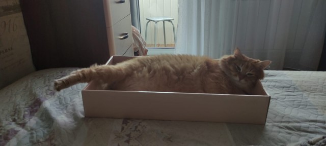 С Вами котейка разговаривает?