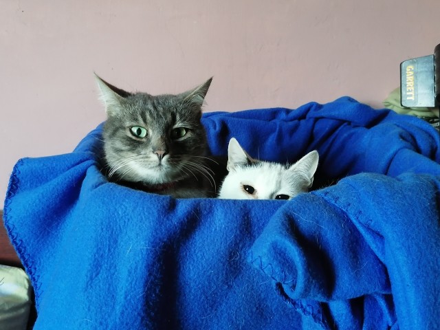 Котовторнику быть