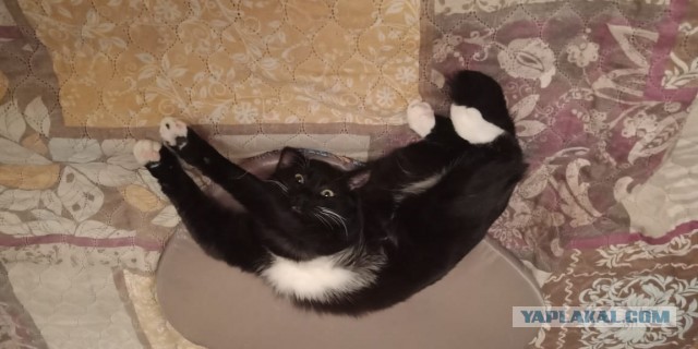 Котовторник 21.12.21