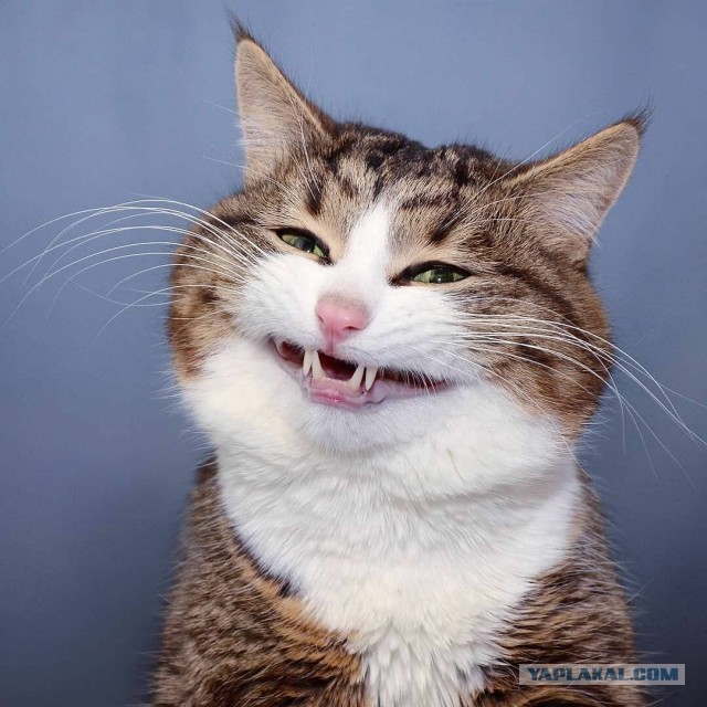 Весёлые картинки 13.04.2022