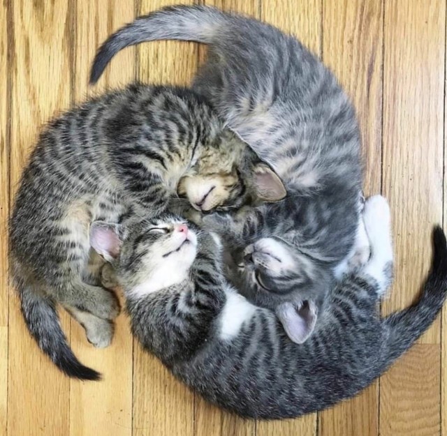 Мощный славянский оберег от всех проблем - Котоврат!