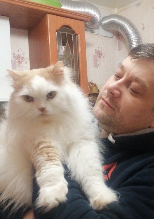 Найди кота