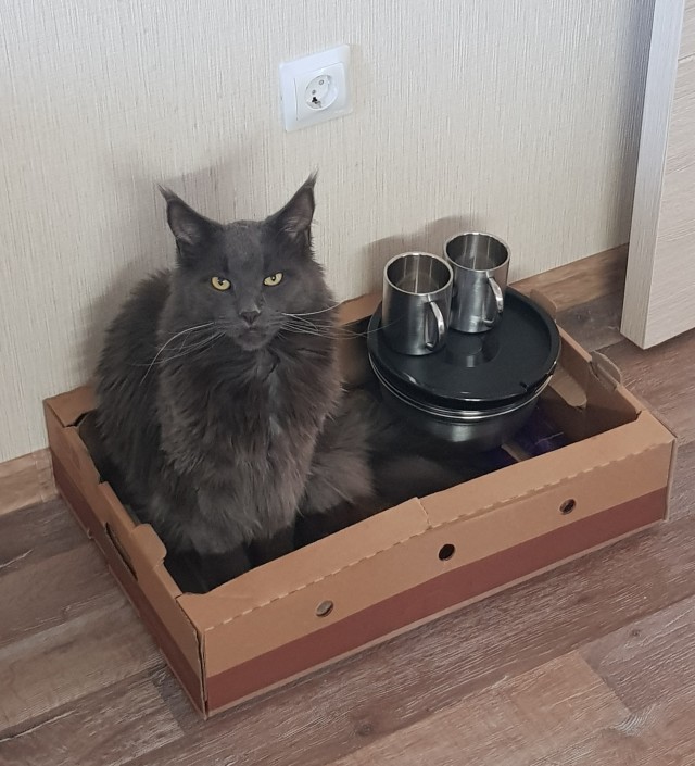 Нам годик в котовторник