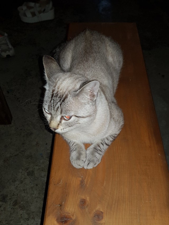 На котовторник