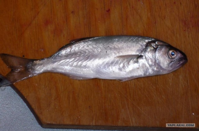 Абхазия там где....