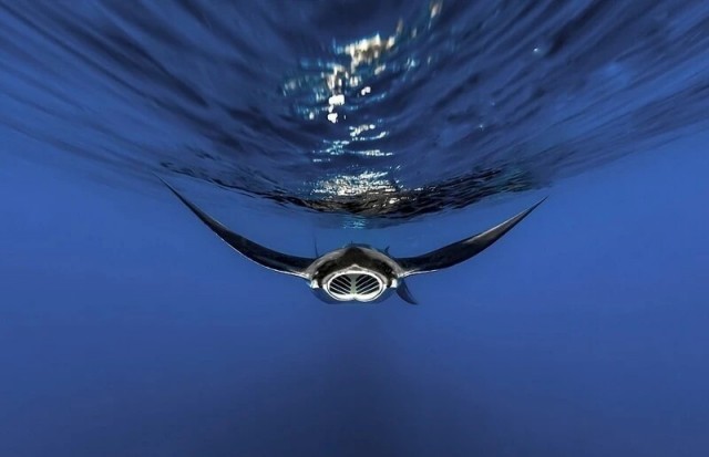 Победители фотоконкурса Ocean Photographer of the Year 2022