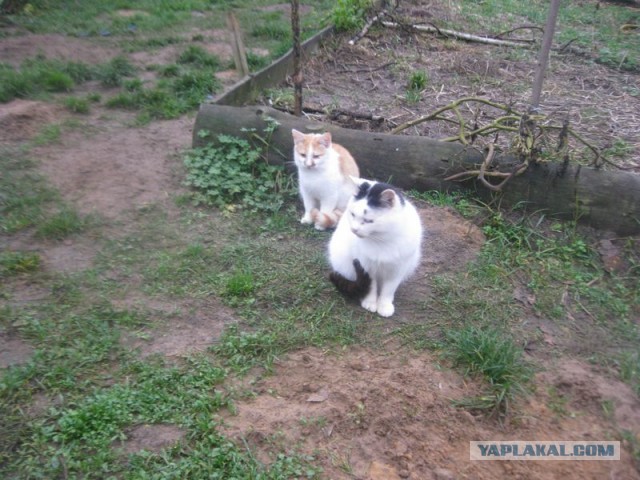 Жизнь домашнего приюта для котеек 420