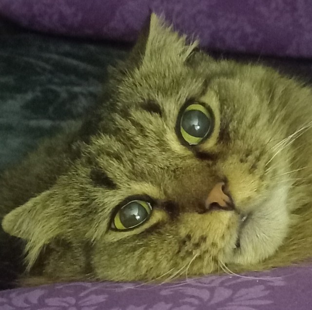 Вторник, ваши коты и кошки в студию