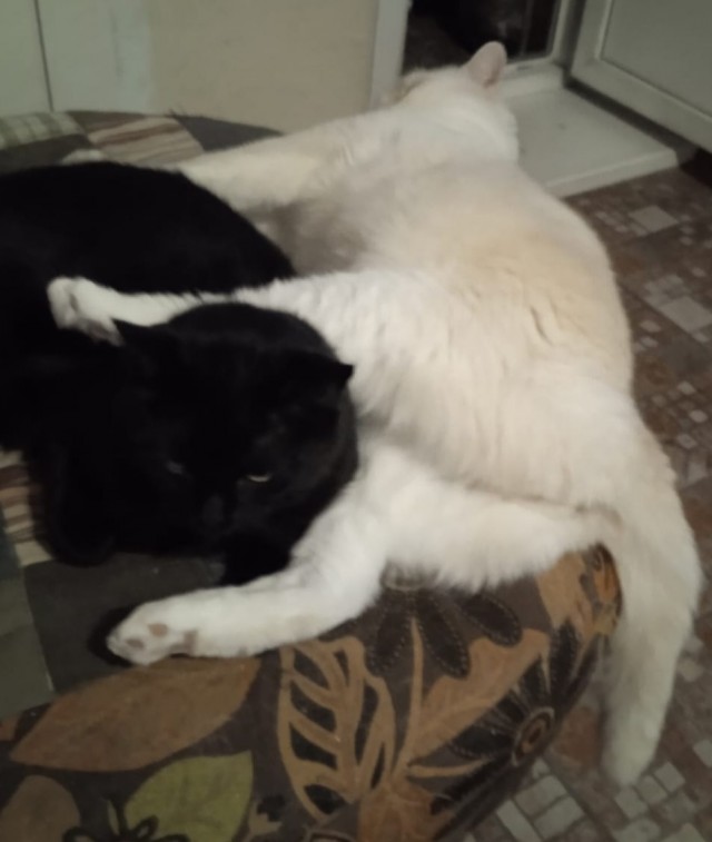 Даёшь котов в этот вторник!