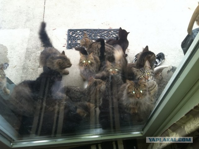 Котовторник 26.03.2013