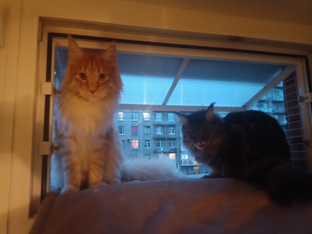 Балкон для кота на окно установлен у кого нить?